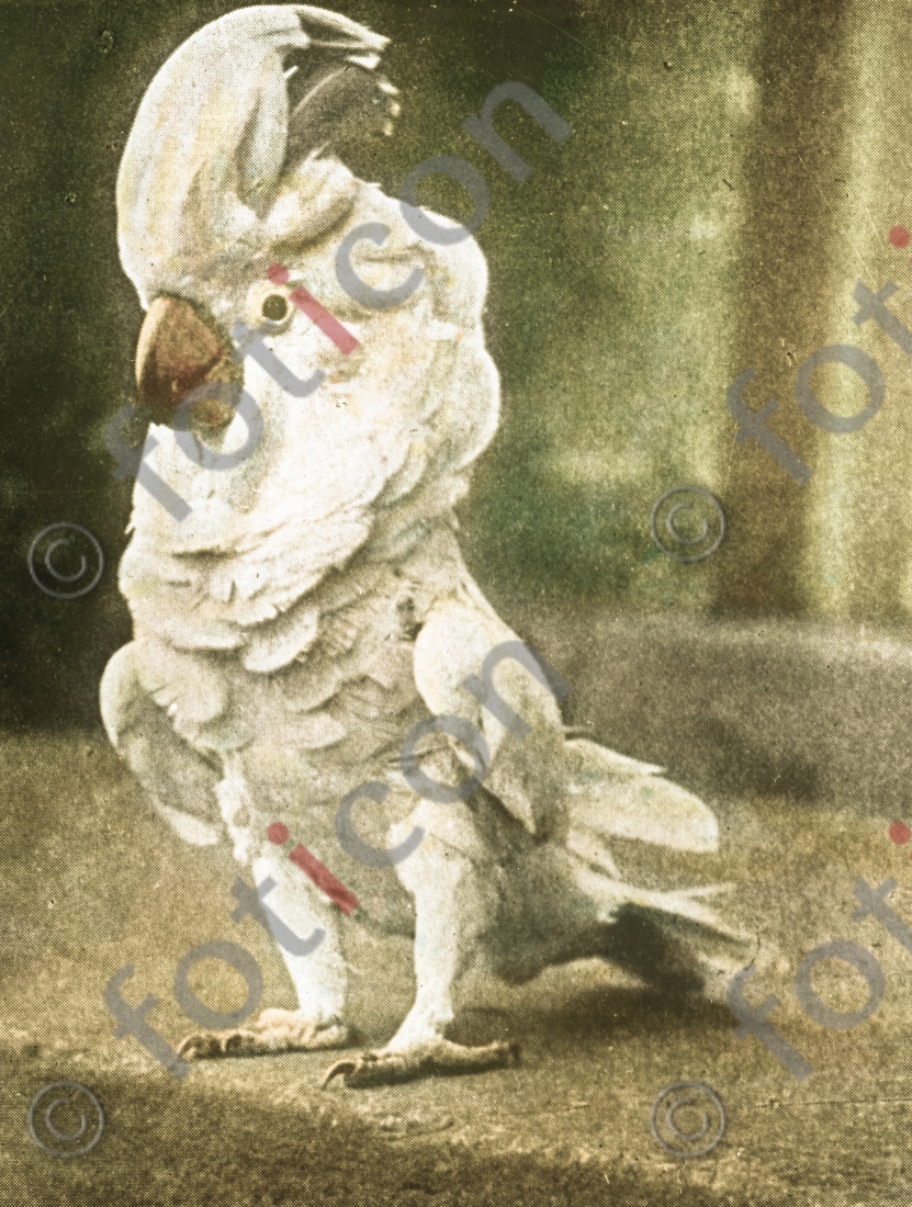 Der Kakadu - Foto foticon-simon-167-062.jpg | foticon.de - Bilddatenbank für Motive aus Geschichte und Kultur
